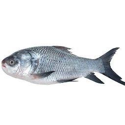 কাতলা মাছ
