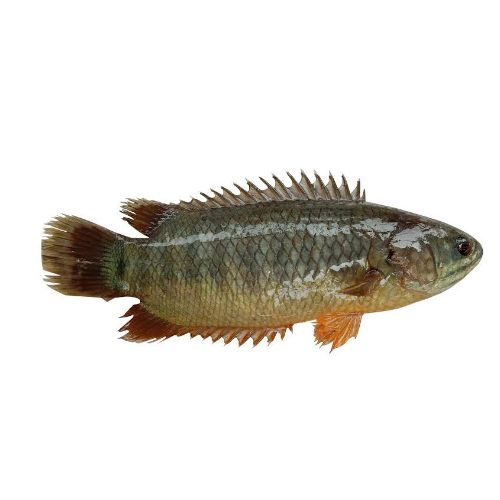 দেশী কৈ মাছ