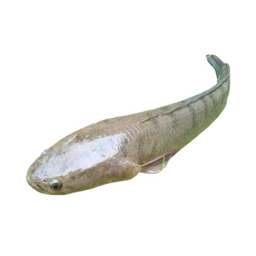 টাকি মাছ