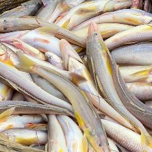সামুদ্রিক পোয়া মাছ