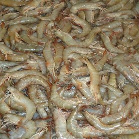 হরিনা চিংড়ি