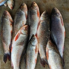 রুই মাছ মাঝারি