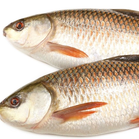 রুই মাছ বড়