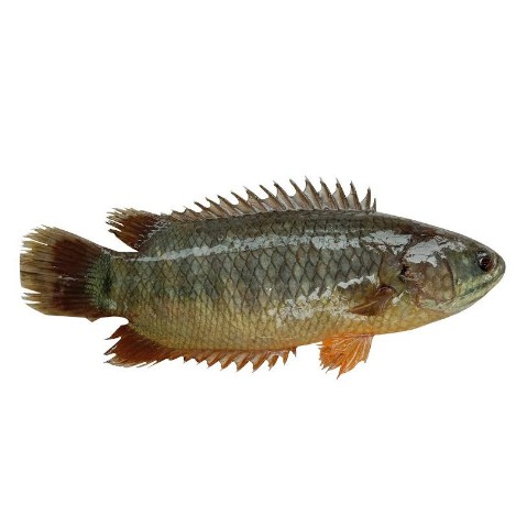 দেশী কৈ মাছ মাঝারি