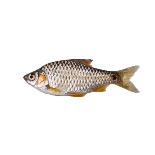 দেশী বিলের পুঁটি মাছ মাঝারি