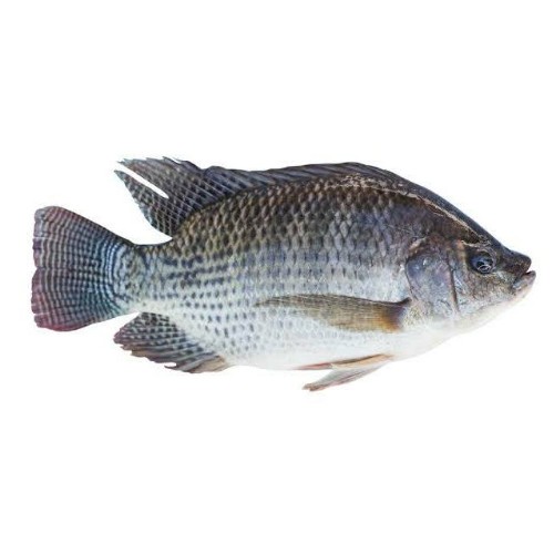 তেলাপিয়া মাছ ছোট
