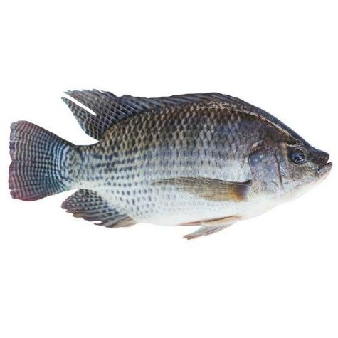 তেলাপিয়া মাছ মাঝারি