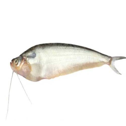 পাবদা মাছ ছোট