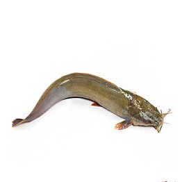 শিং মাছ ছোট