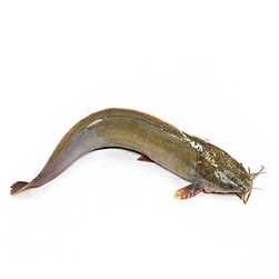 শিং মাছ মাঝারি
