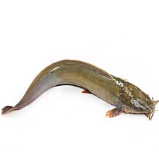 শিং মাছ বড়