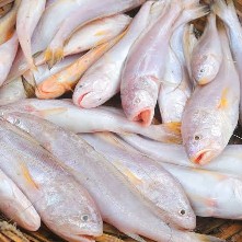 সামুদ্রিক পোয়া মাছ