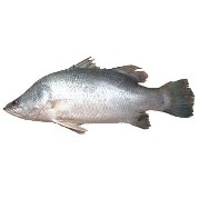 কোরাল/ভেটকি মাছ বড়